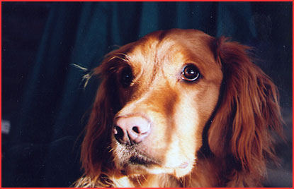 Close up of Wilbur