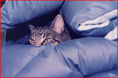 Davis the cat in a comforter