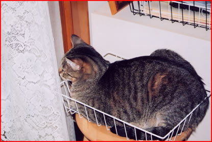 Davis the cat in a basket