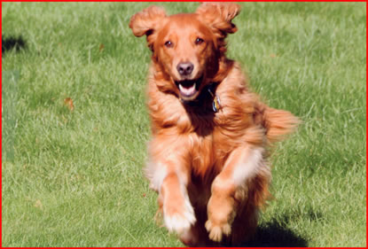 Wilbur running in the field