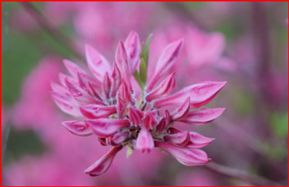 Beautiful flower