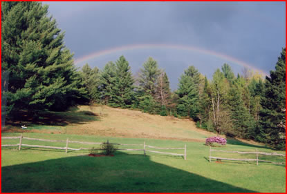 Rainbow over trees