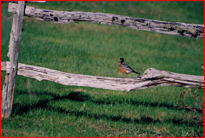 Robin on fence