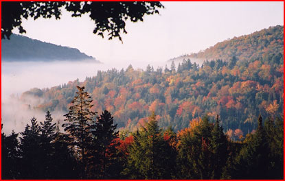 Fall foliage amid fog in the Vermont hillside