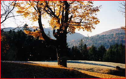 An old maple tree in Vermont with mountains in background