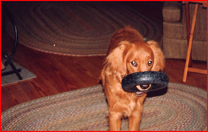 Family pet "Wilbur" carrying a small tire