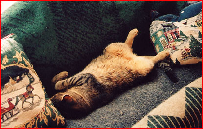 "Davis", the family cat, sprawled on the couch asleep.