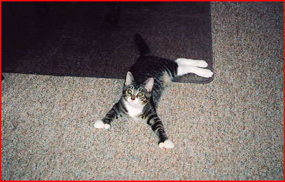 Miles the cat looks up at the camera with his front paws spread wide