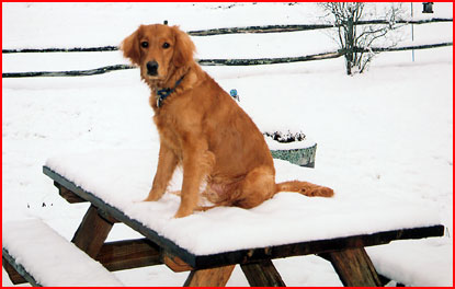 Wilbur sitting on a snowy picnic table